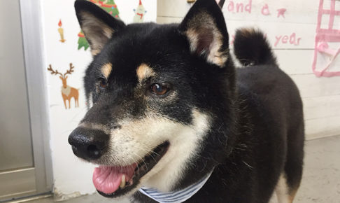 カールちゃんアイキャッチ