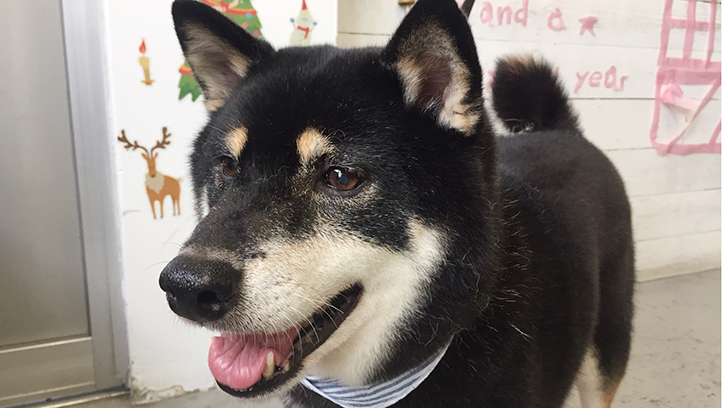 カールちゃんアイキャッチ