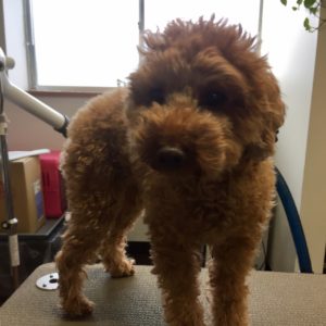 ゆずちゃんカット前