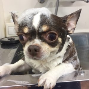 チャコちゃんシャンプー中