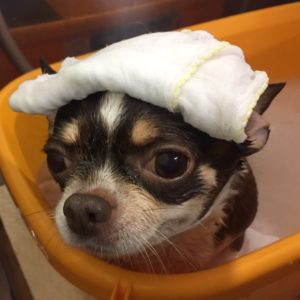 チャコちゃんスパ中