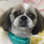 小太郎ちゃんアイキャッチ