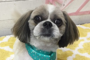 小太郎ちゃんアイキャッチ