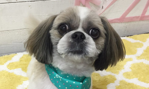 小太郎ちゃんアイキャッチ