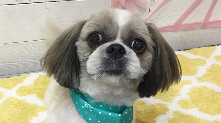 小太郎ちゃんアイキャッチ