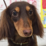 凜ちゃんアイキャッチ