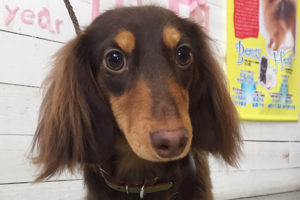 凜ちゃんアイキャッチ