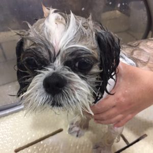 小太郎ちゃんシャンプー中