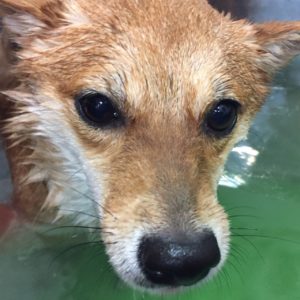 マルちゃんスパ中