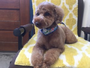 ゆずちゃん施術後