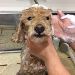 シャンプートイプー