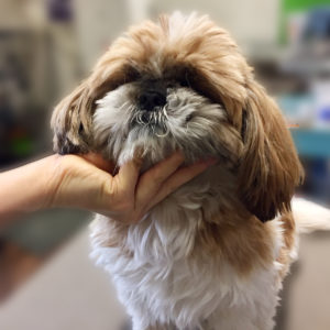 よろしくシーズー