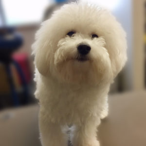 よろしくビション