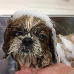 シャンプーシーズー