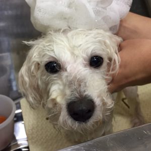 シャンプービション