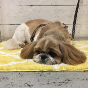 仕上がりシーズー