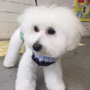 仕上がりビション