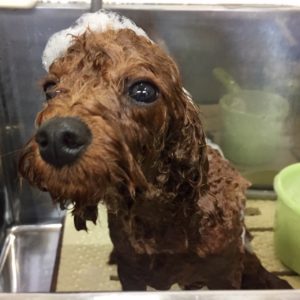 シャンプートイプー