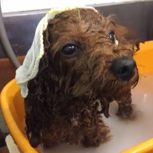 お風呂トイプー