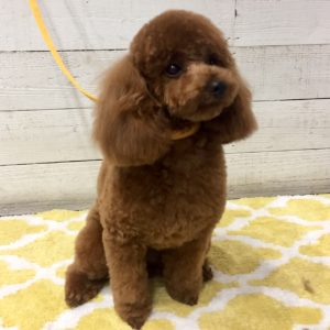 仕上がりトイプー