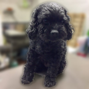 よろしくミックス