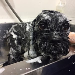 シャンプーミックス