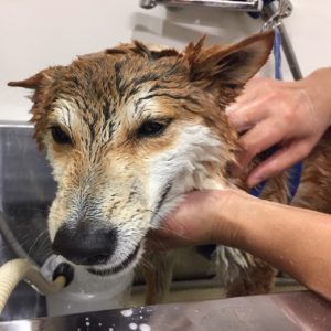 シャンプーしば