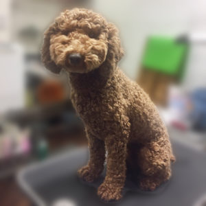 よろしくトイプー