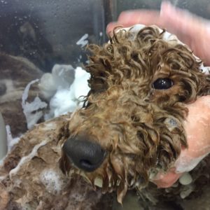 シャンプートイプー