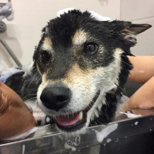 シャンプーしば