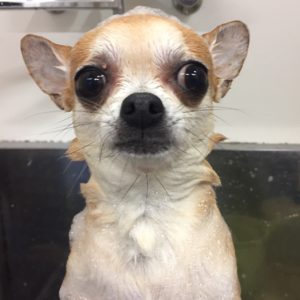 シャンプーチワワ