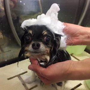シャンプーチワワ