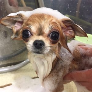 シャンプーチワワ