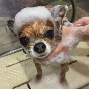 シャンプーチワワ