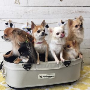 仕上がりチワワ