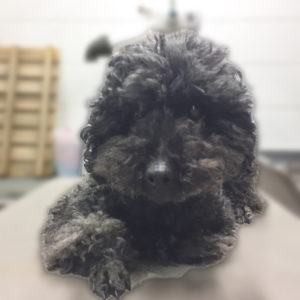 よろしくトイプー