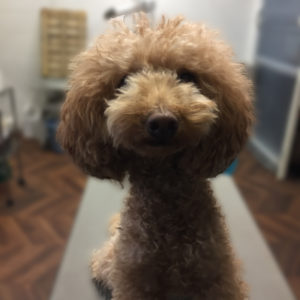 よろしくトイプー