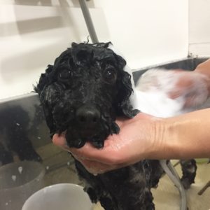 シャンプートイプー