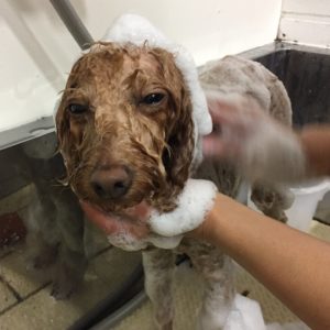 シャンプートイプー