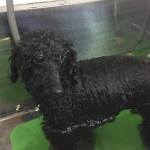 お風呂トイプー