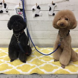 仕上がりトイプー