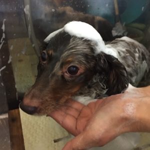 シャンプーダックス