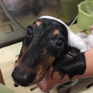 シャンプーダックス