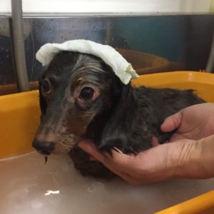 お風呂ダックス