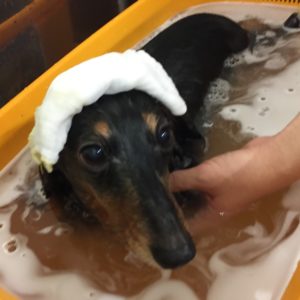 お風呂ダックス