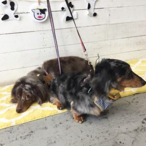 仕上がりダックス