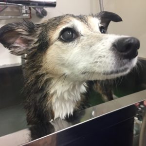 お風呂ミックス