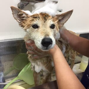 シャンプーミックス