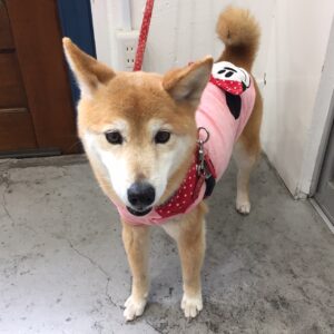 仕上がりミックス