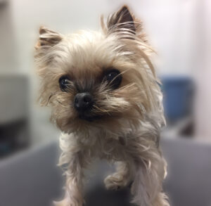 よろしくヨーキー